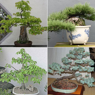 Kit Jovens Plantas para Bonsai